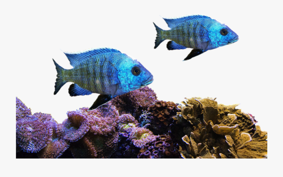 Fish, Coral, Sea, Nature, Water, Underwater, Aquarium - Transparent Coral Reefs Png, Transparent Clipart