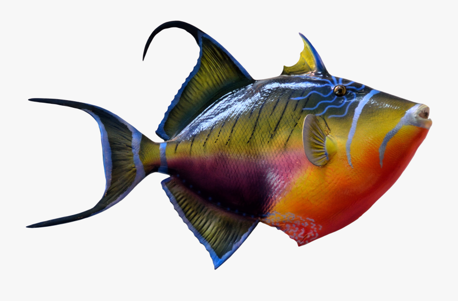 Colorful Fish Png Image - Colorful Fish Png Format, Transparent Clipart