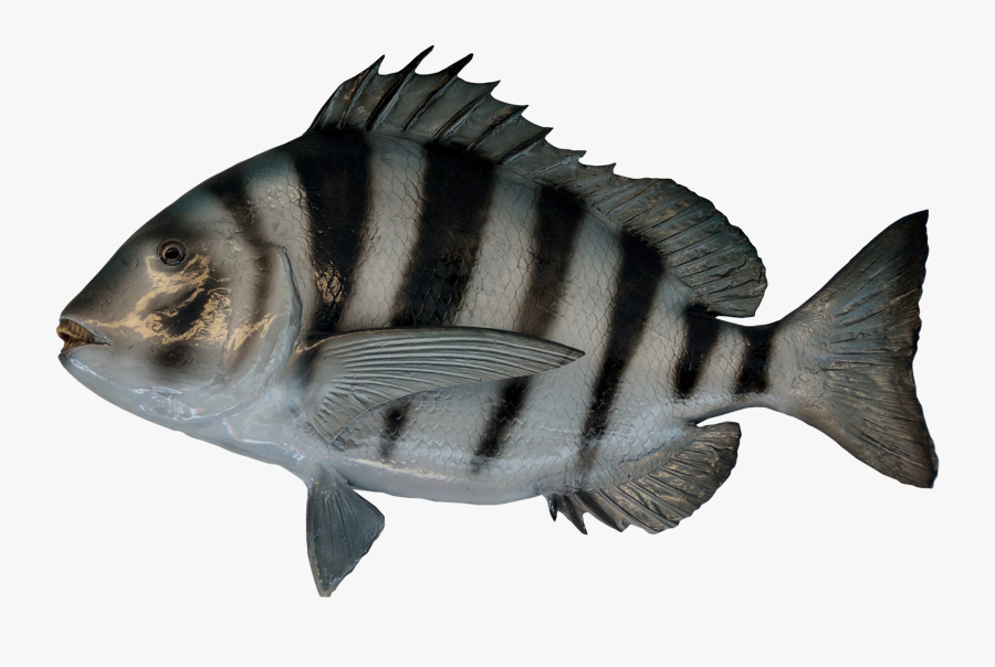 Fish Png Image - 720p Fish, Transparent Clipart