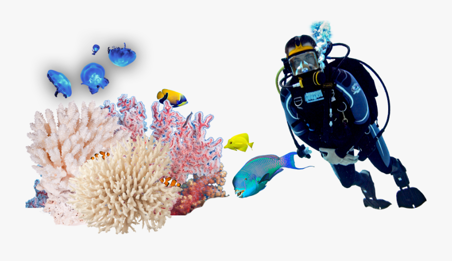 Underwater Diving Png Image Background - Divers Png, Transparent Clipart