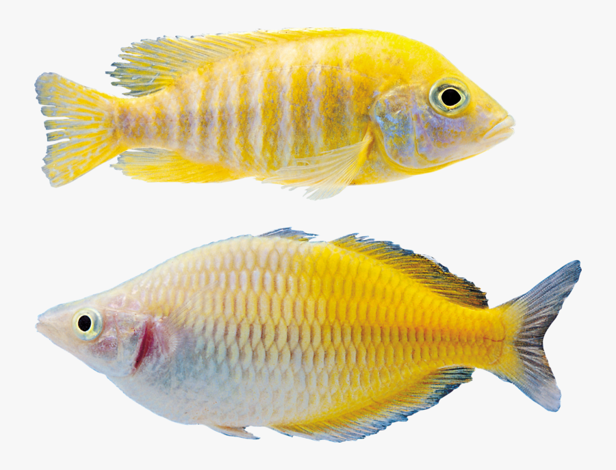 Peixes Png, Transparent Clipart