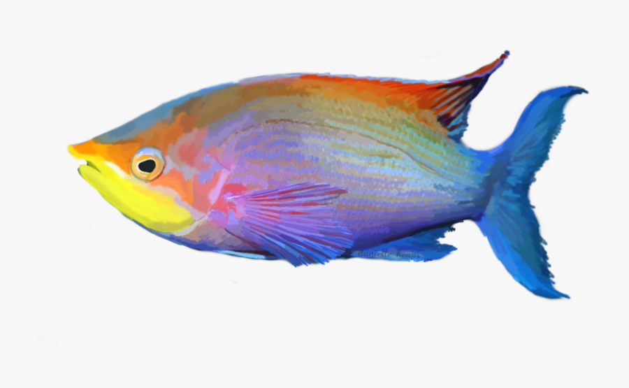 Tropical Fish Png For Free Download On - Tropical Fish Png, Transparent Clipart