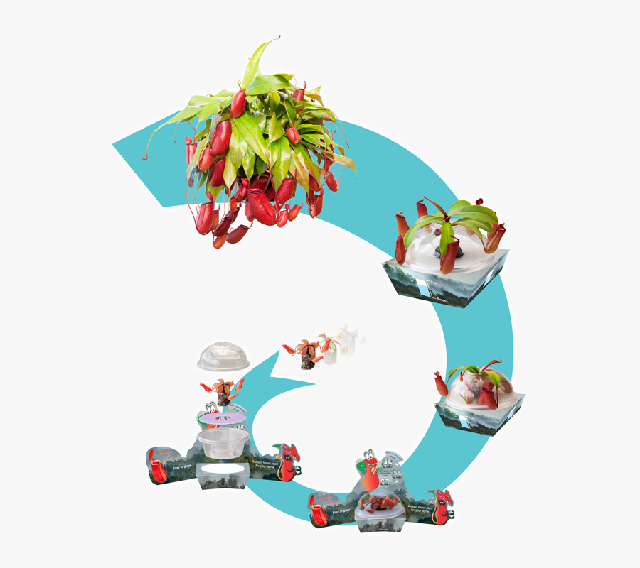 Illustration, Transparent Clipart