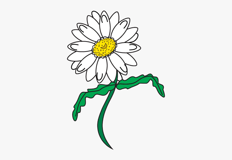 How To Draw Daisy Flower - Draw A Daisy, Transparent Clipart