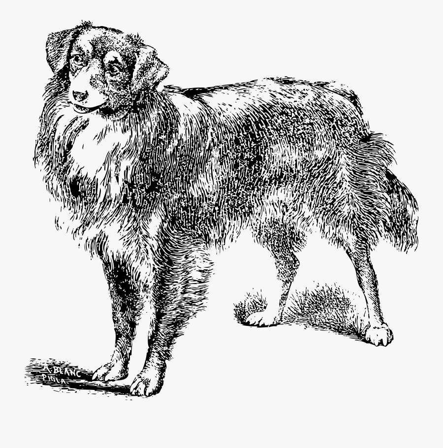 Scotch Collie, Transparent Clipart
