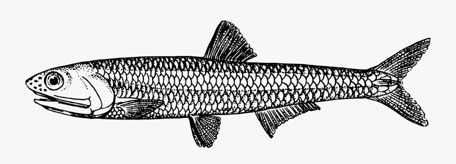 Anchovy - Anchovy Clipart, Transparent Clipart
