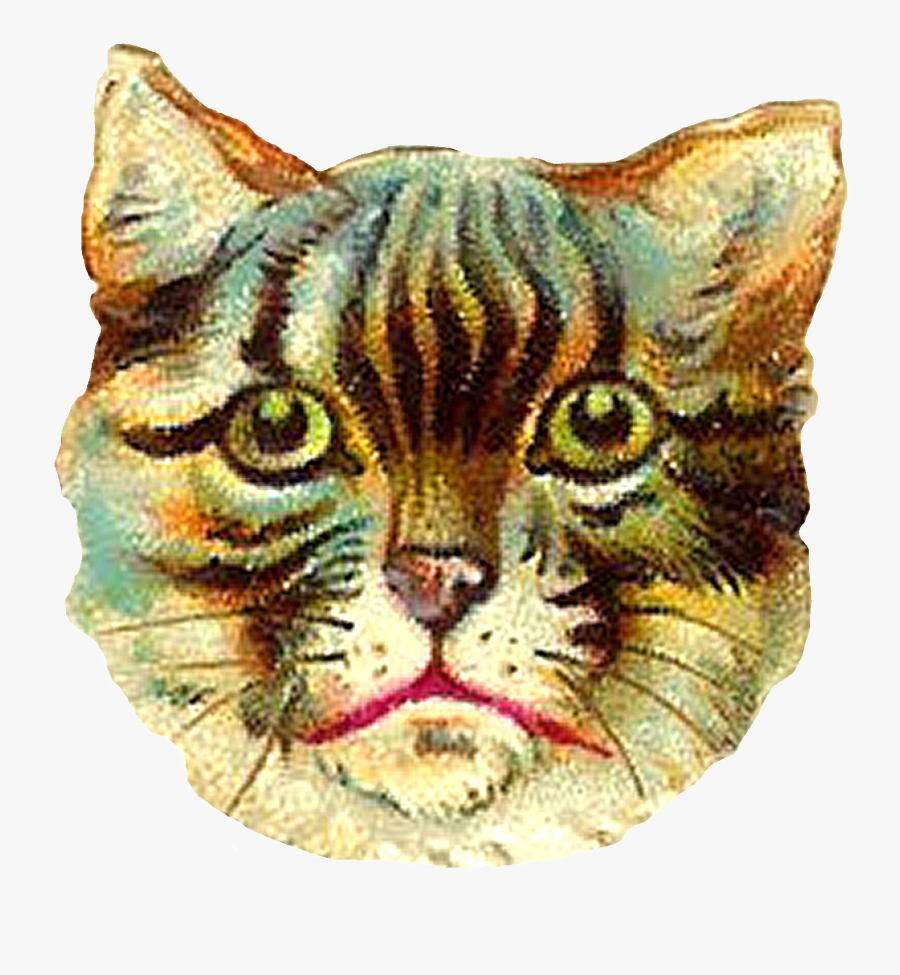 This Poor Kitty Looks Awfully Frightened I Wonder If - Domestic Short-haired Cat, Transparent Clipart