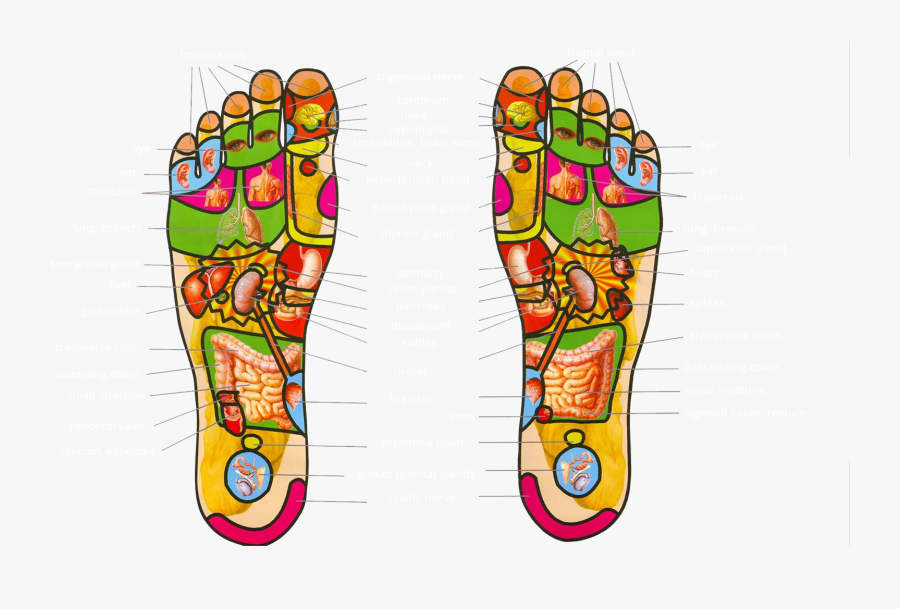 Thai Reflexology, Transparent Clipart
