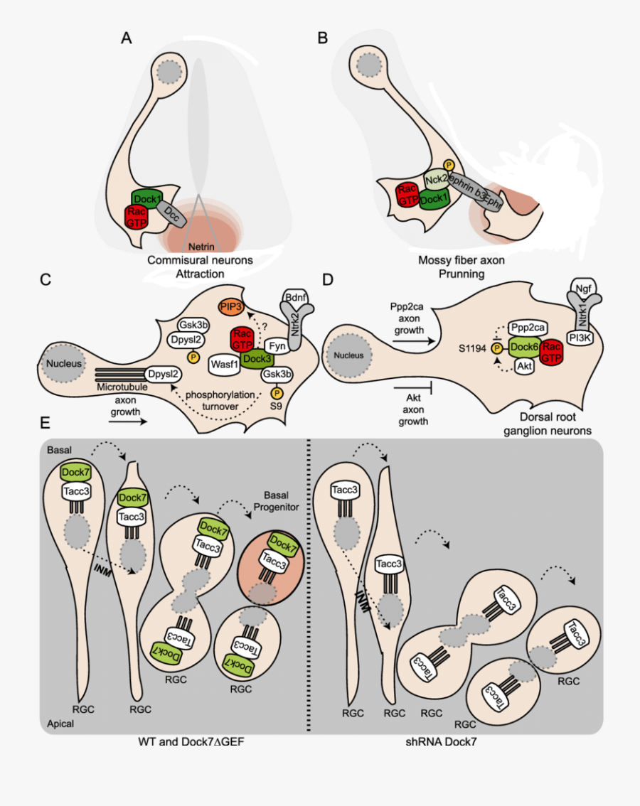 Docks In Neurogenesis - Cartoon, Transparent Clipart