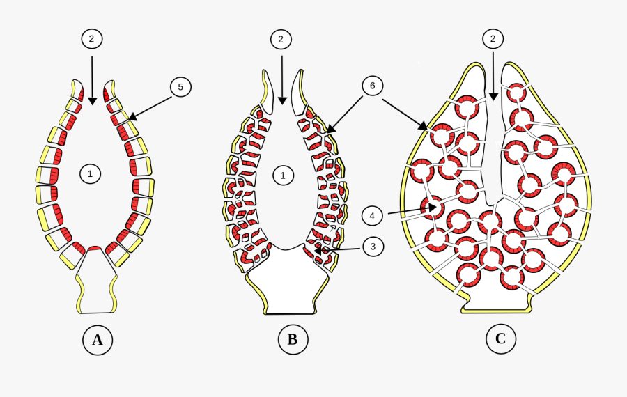 Clip Art Euglena Phylum - Types Of Canal System In Sponge, Transparent Clipart