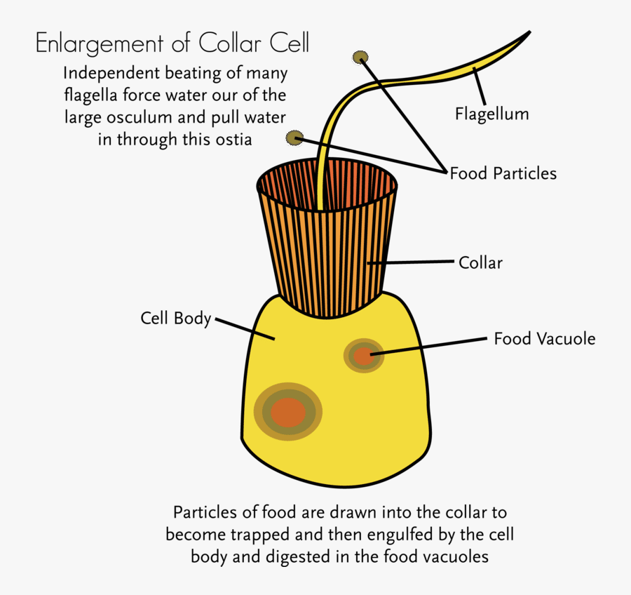 Create A Diagram Of An Adult Sponge Body Plan That, Transparent Clipart