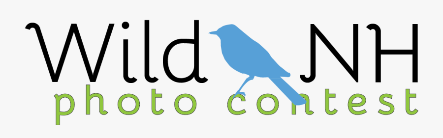 Mountain Bluebird, Transparent Clipart