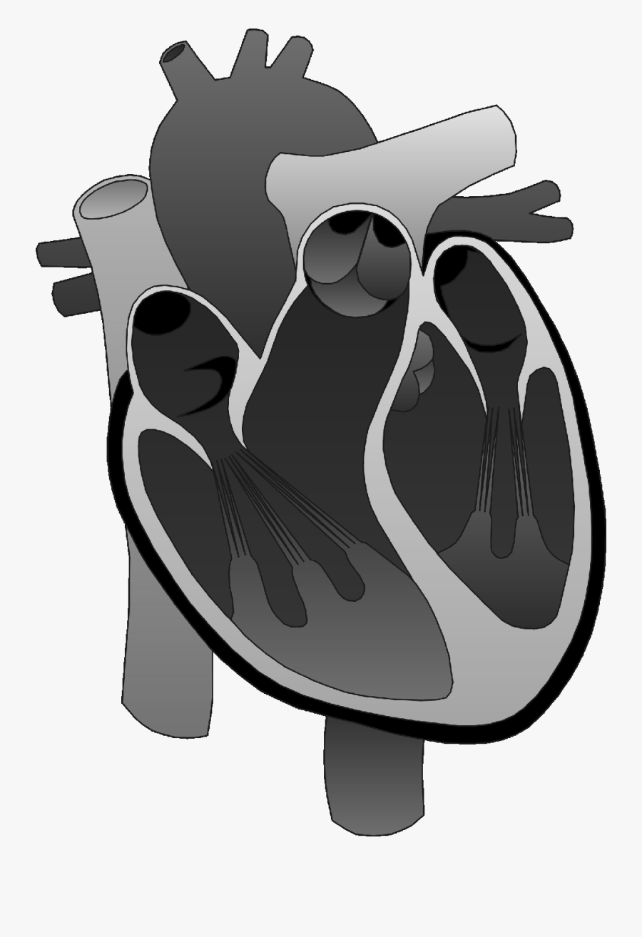 Heart Anatomy Png, Transparent Clipart