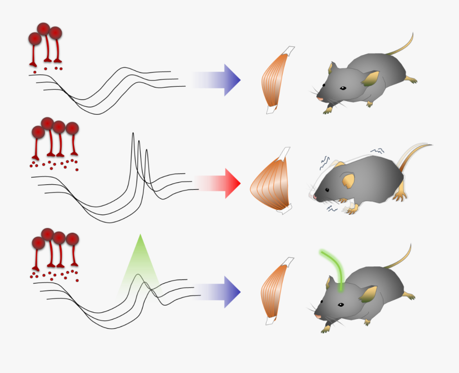 Kaist-ntu Researchers Overturn The Theory Of Parkinson"s - Parkinson's Disease Animal Model, Transparent Clipart