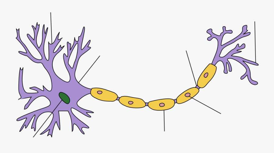 Nerve Cell, Transparent Clipart