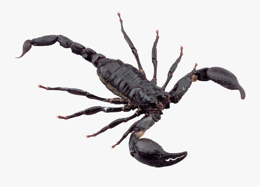 Black Scorpion - Scorpion Png, Transparent Clipart