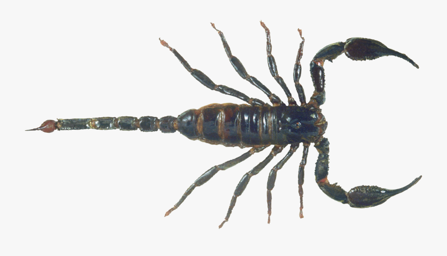 Scorpion Png, Transparent Clipart