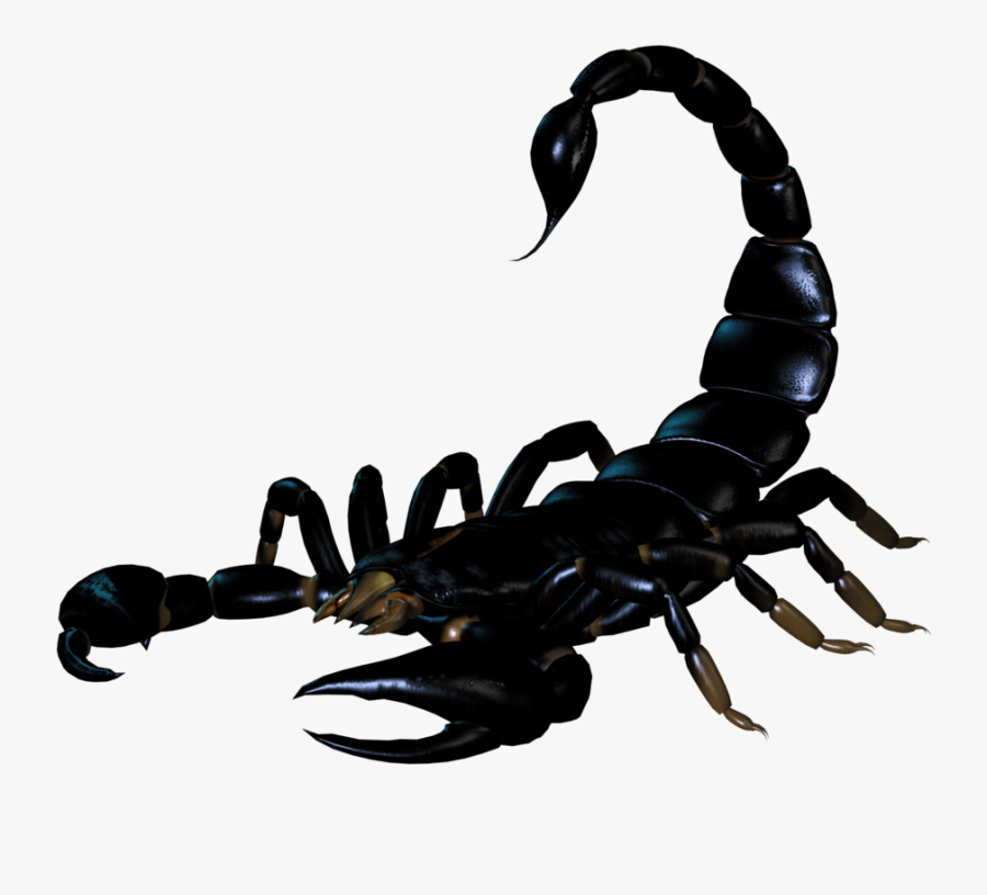 Scorpion Png, Transparent Clipart