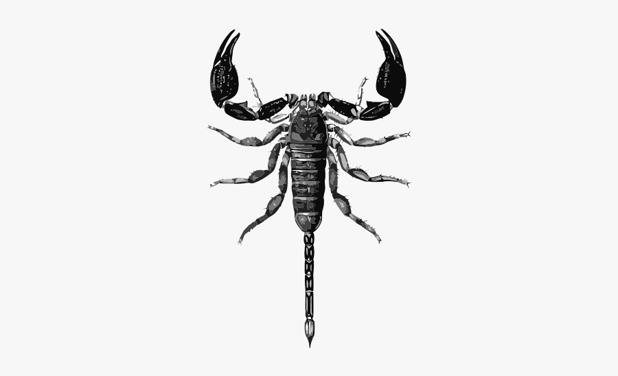 Opisthacantus Sp - Scorpion, Transparent Clipart