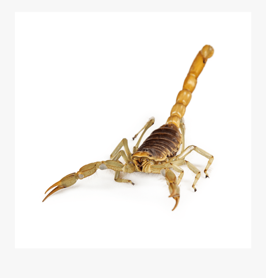 Burns Pest Elimination-05 - Escorpião De Frente, Transparent Clipart