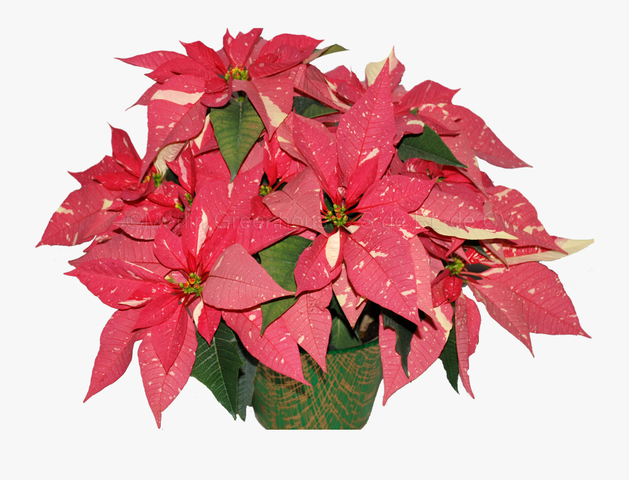 Clip Art Flower Poinsettia Bract Christmas - Poinsettia, Transparent Clipart