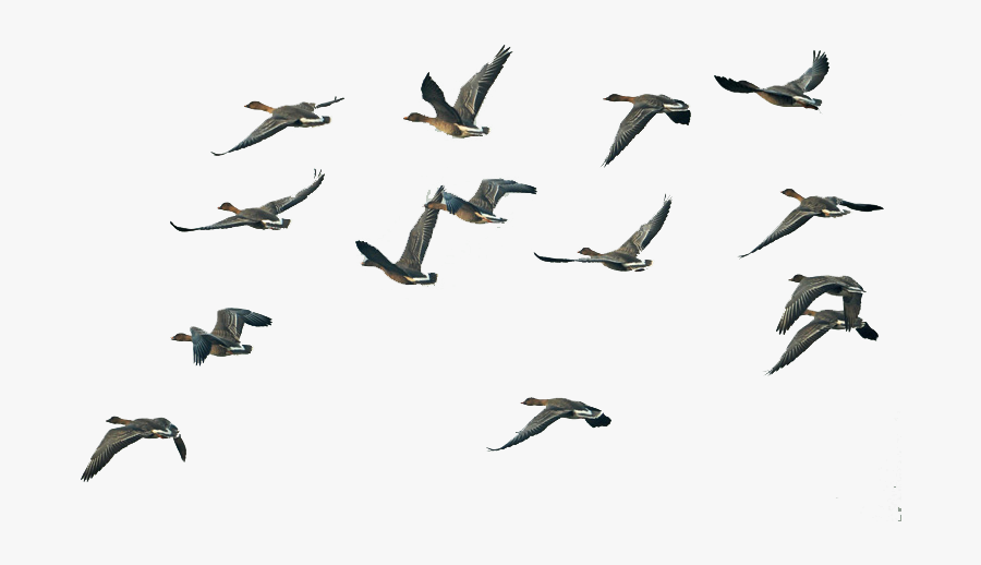 Fly Group Of Swan Goose Migration Flight Clipart - Flying Birds Group Png, Transparent Clipart