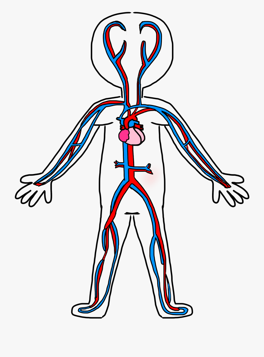 Clip Art Kindergarten Drawing - Circulatory System Simple Diagram, Transparent Clipart