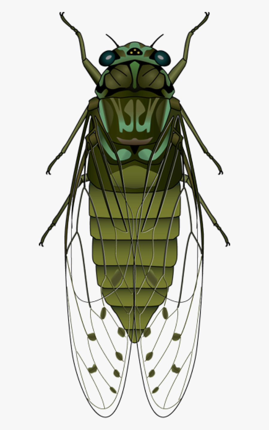 Clip Art, Transparent Clipart