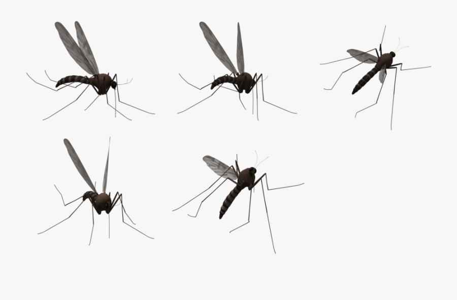 Transparent Background Mosquito Png, Transparent Clipart