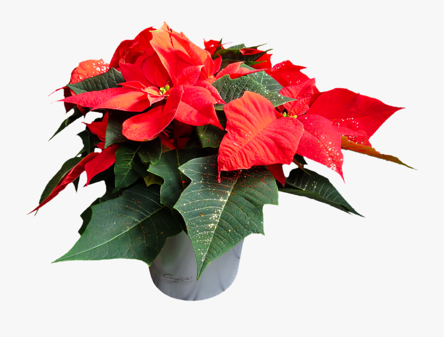 Poinsettia Flower Images - Poinsettia Transparent Poinsettia Flower Png, Transparent Clipart