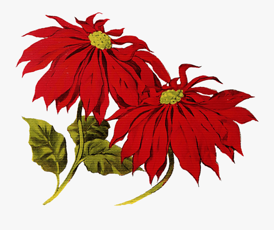 Poinsettia Clipart Merry Christmas - Christmas Vintage Clip Art, Transparent Clipart