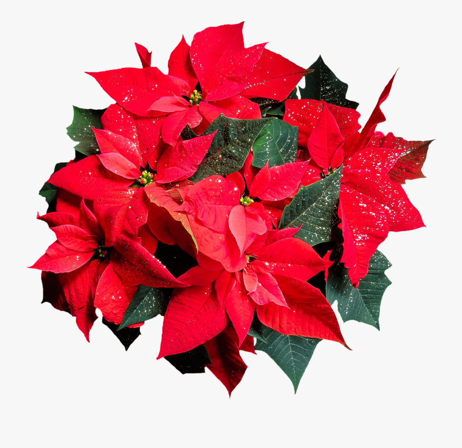 Clip Art Winter Rose Top View - Best Of Luck For Exam With Love, Transparent Clipart