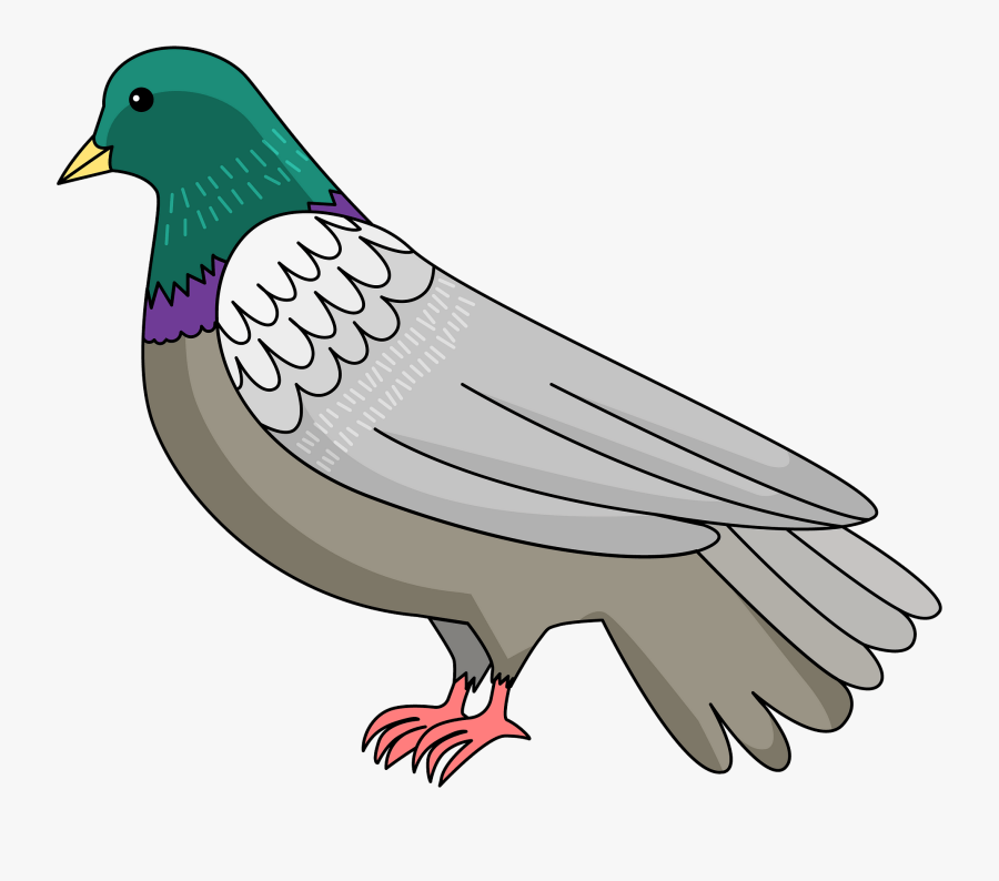 Stock Dove, Transparent Clipart