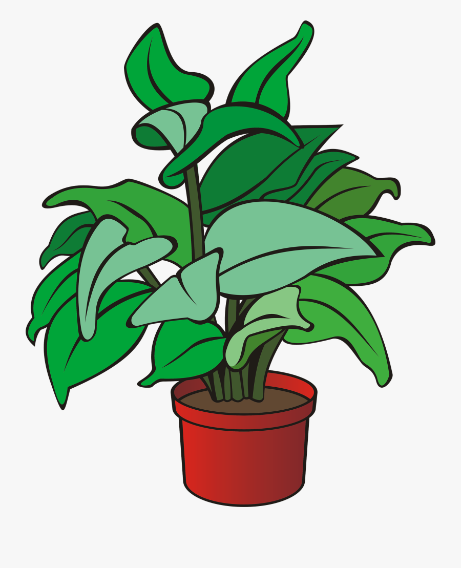 Plant,flower,leaf - Clipart Of A Plant, Transparent Clipart
