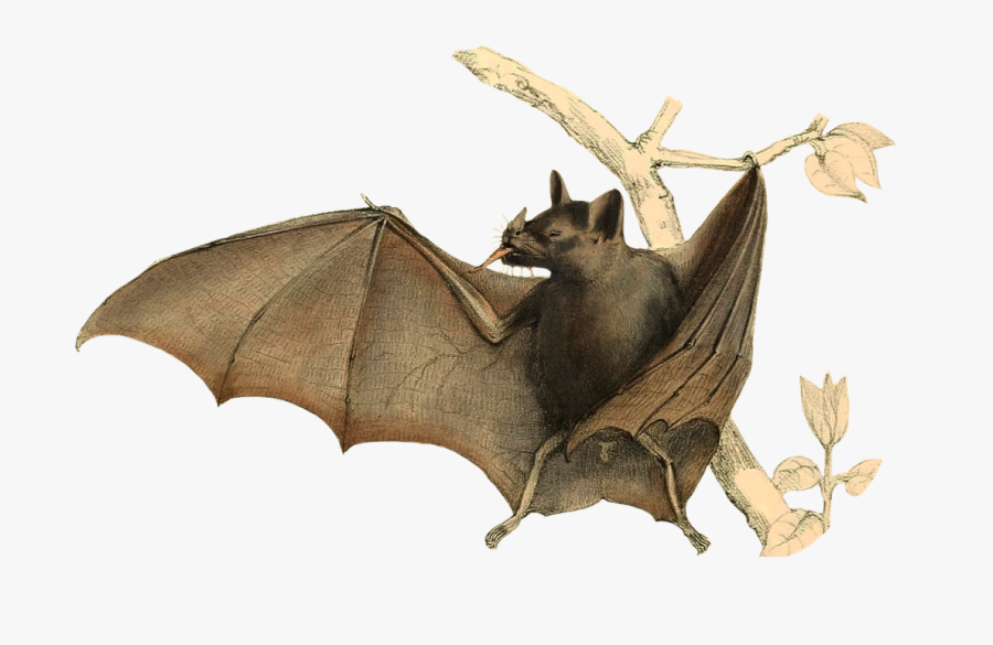 Drawing Of Bat In Tree - Vampire Bat Wings Folded, Transparent Clipart