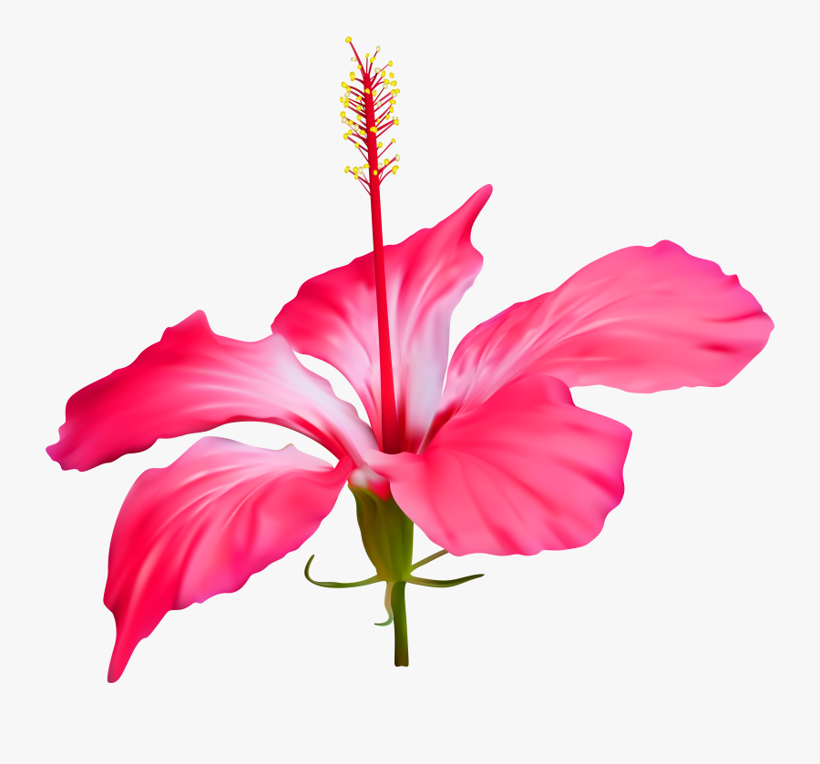 Hibiscus Flower Transparent Png Clip Art Event Luau - Clipart Transparent Hawaiian Flower, Transparent Clipart
