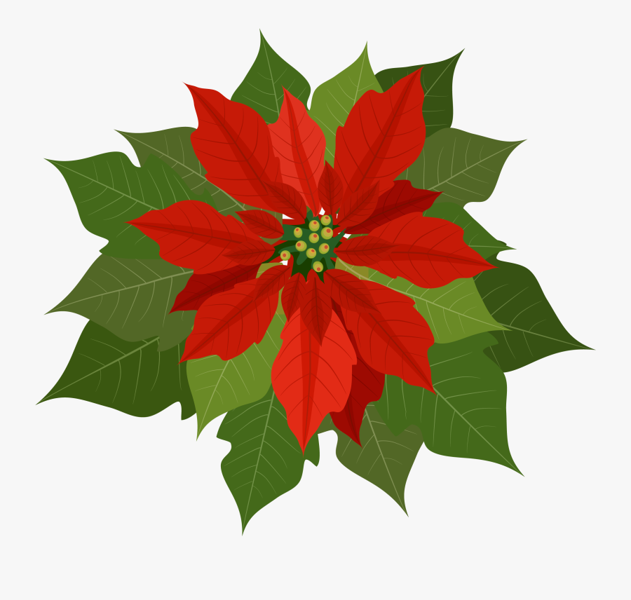 Transparent Poinsettias Png - Clip Art Poinsettia, Transparent Clipart