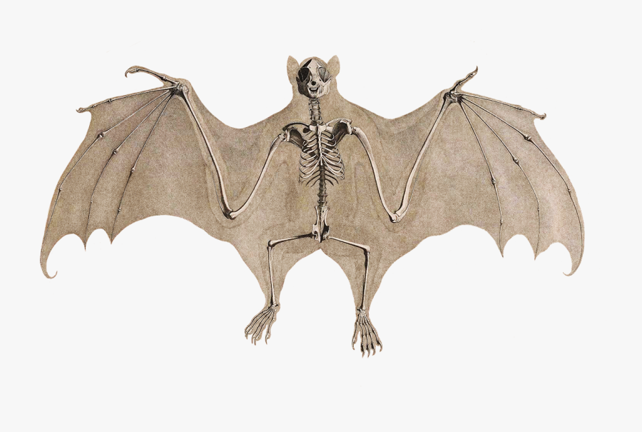 Bat Skeleton - Bat Anatomy, Transparent Clipart