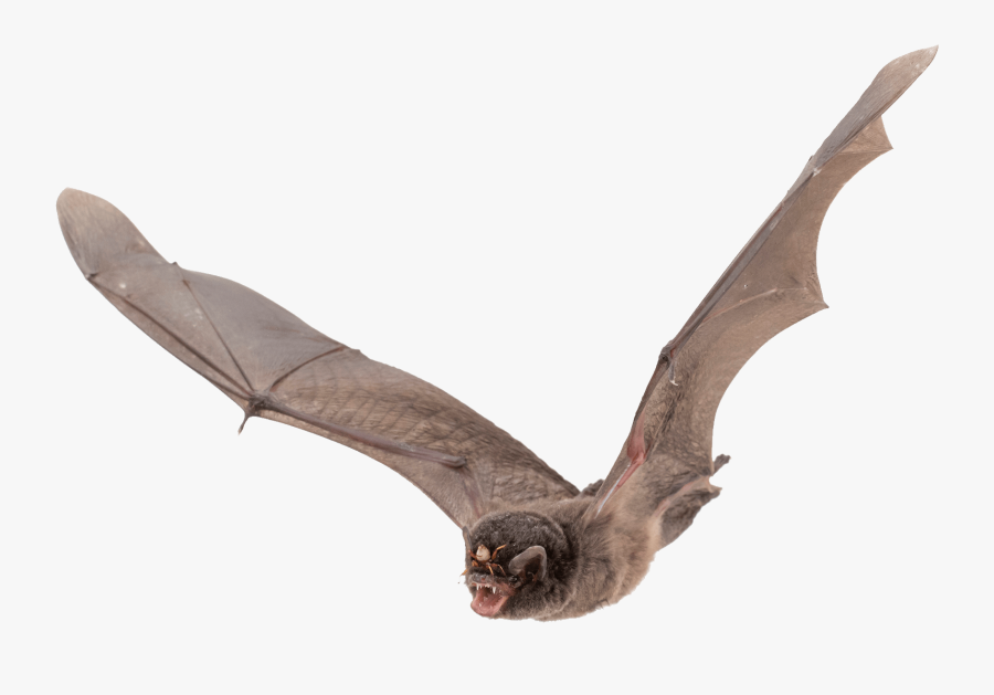 Bats Clipart Large - Bats Png, Transparent Clipart