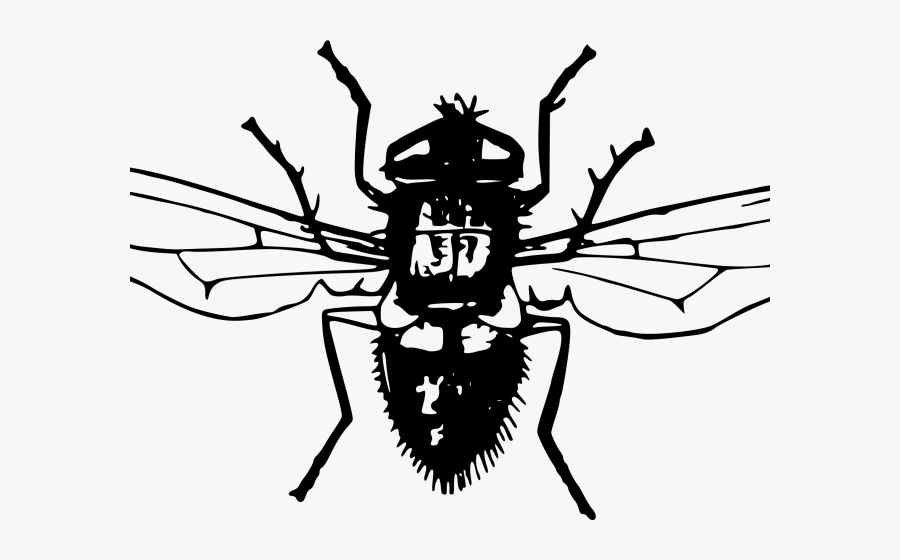 Transparent Fly Clipart - Mosca Ilustracion Png, Transparent Clipart