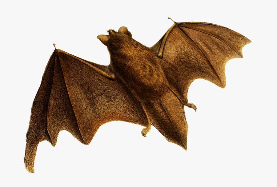 Flying Bat Clipart - Little Brown Myotis, Transparent Clipart