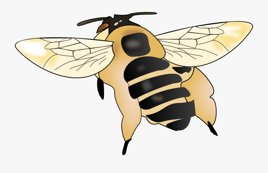 Fly,honey Bee,pollinator - Honeybee, Transparent Clipart
