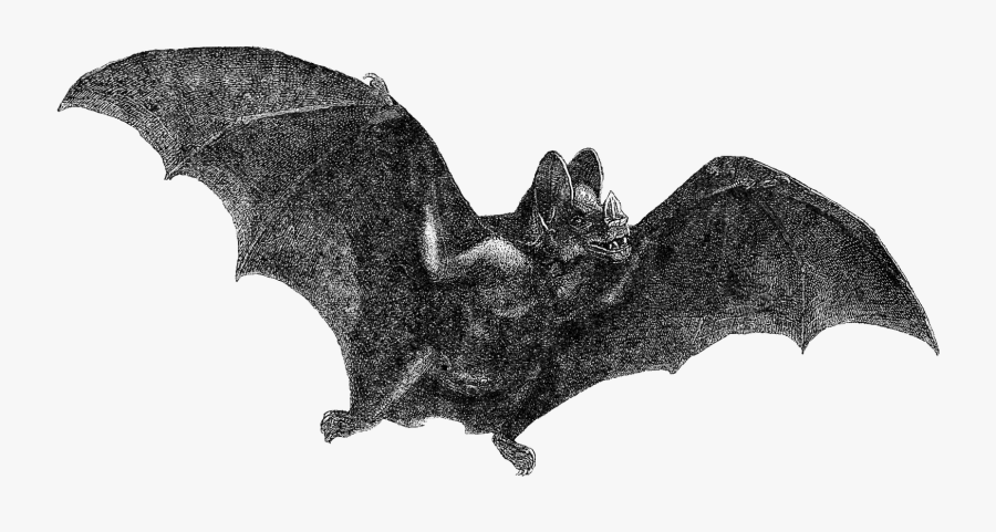 Bat Clipart Vintage - Vampire Bat Vintage Drawing, Transparent Clipart