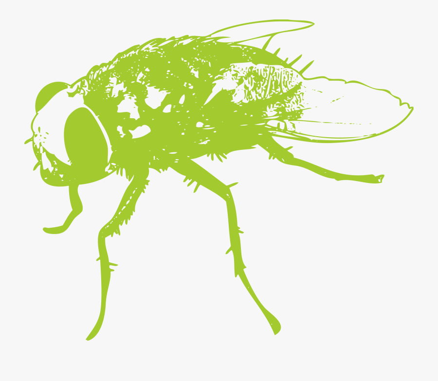 Flies Clipart Insect - Housefly, Transparent Clipart