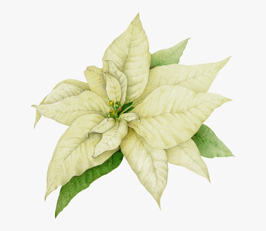Transparent Poinsettia Clipart - White Poinsettia Clipart, Transparent Clipart