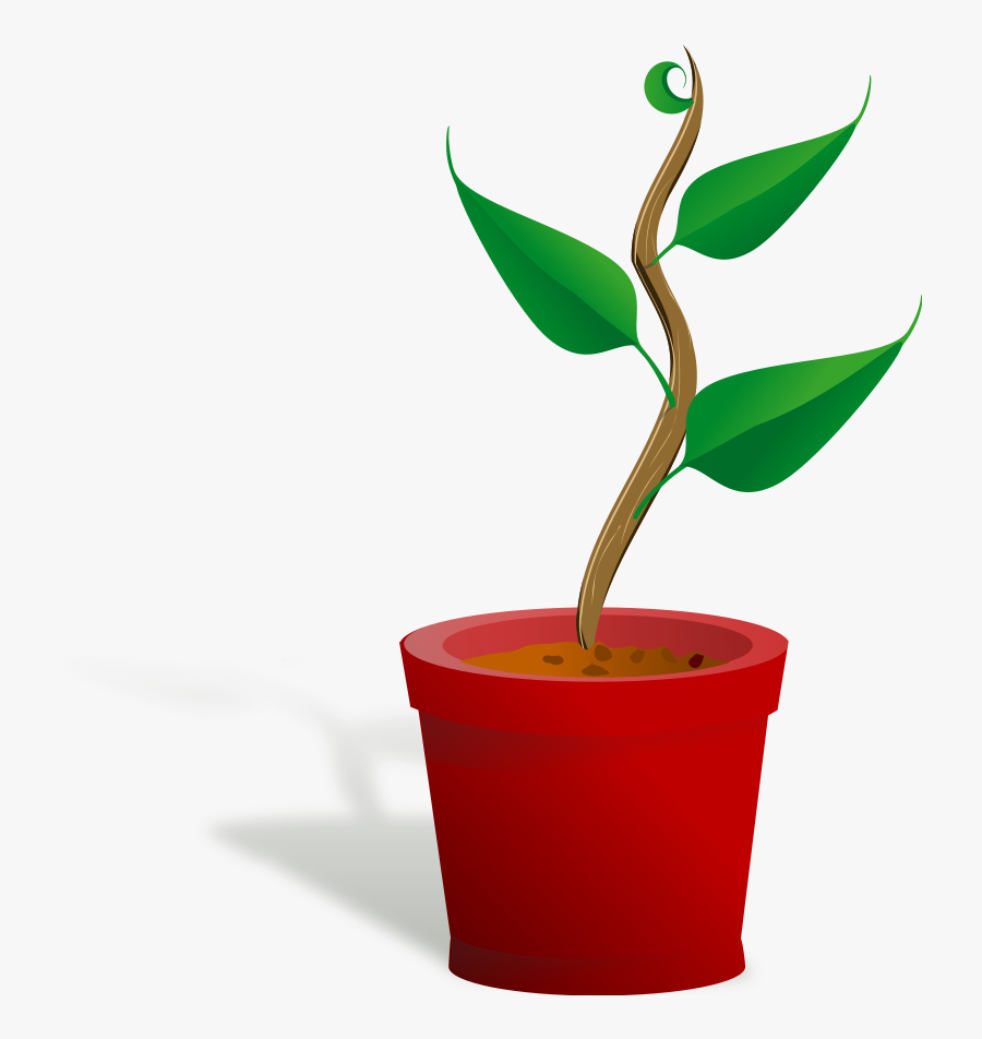 Potted Tree Clipart - Getting To Know Plants, Transparent Clipart