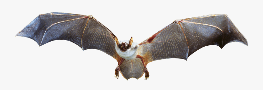 Clip Art Images Of Bats, Transparent Clipart