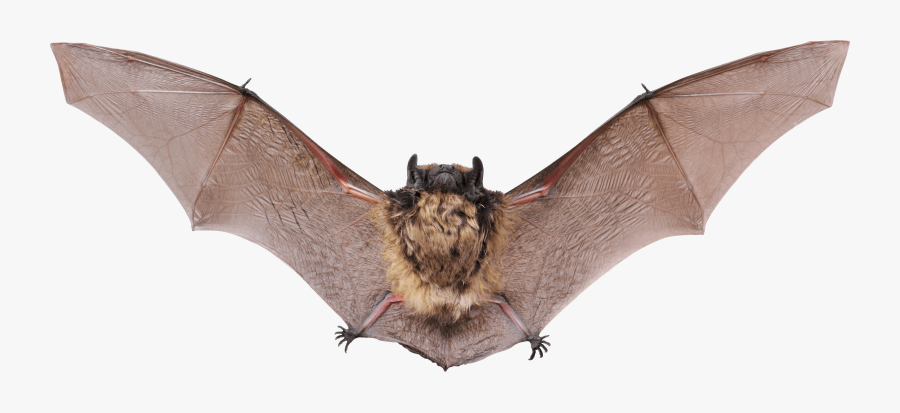 Small Bat Open Wings Transparent Png, Transparent Clipart