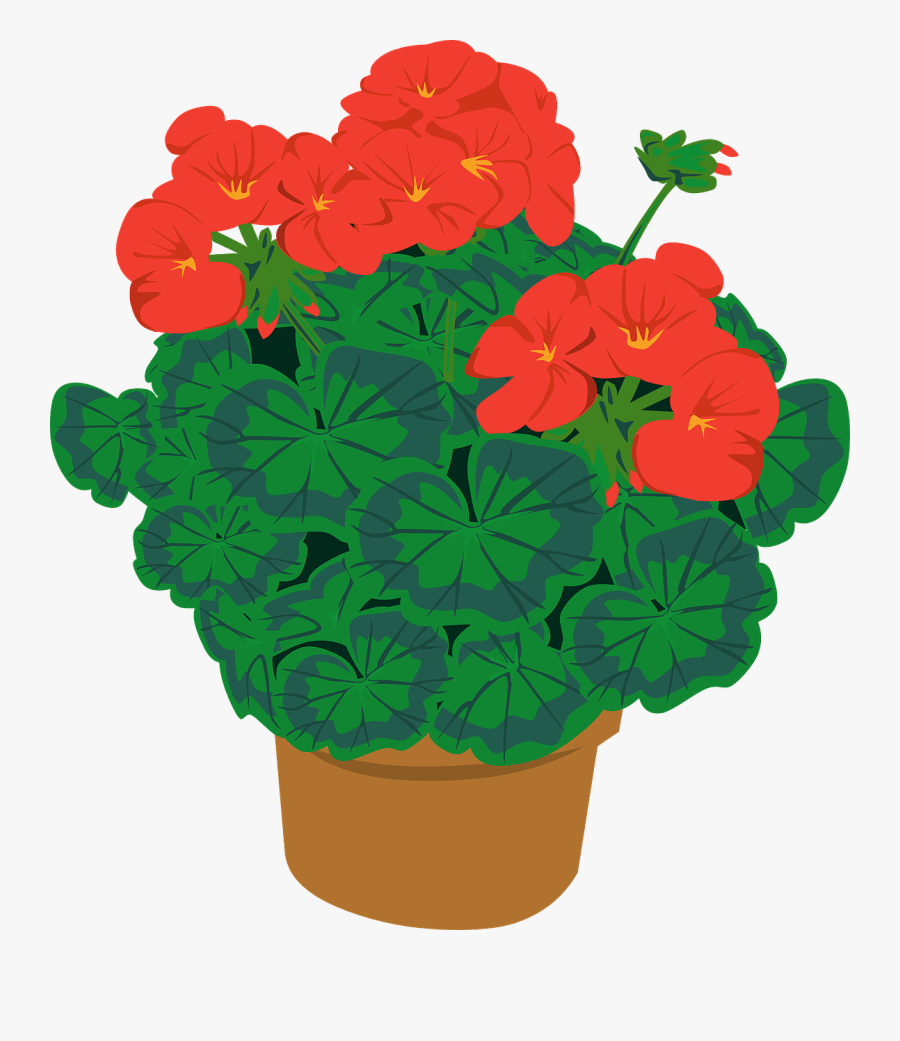 Potted Plant Clipart - Flash Card Of Plants, Transparent Clipart