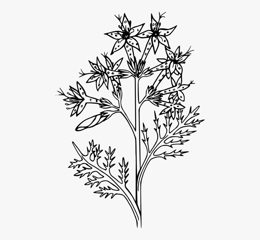 Line Art,plant,flora - Poinsettia, Transparent Clipart